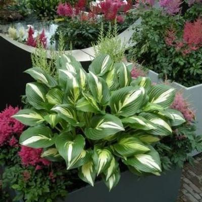 Hosta 'American Sweatheart'